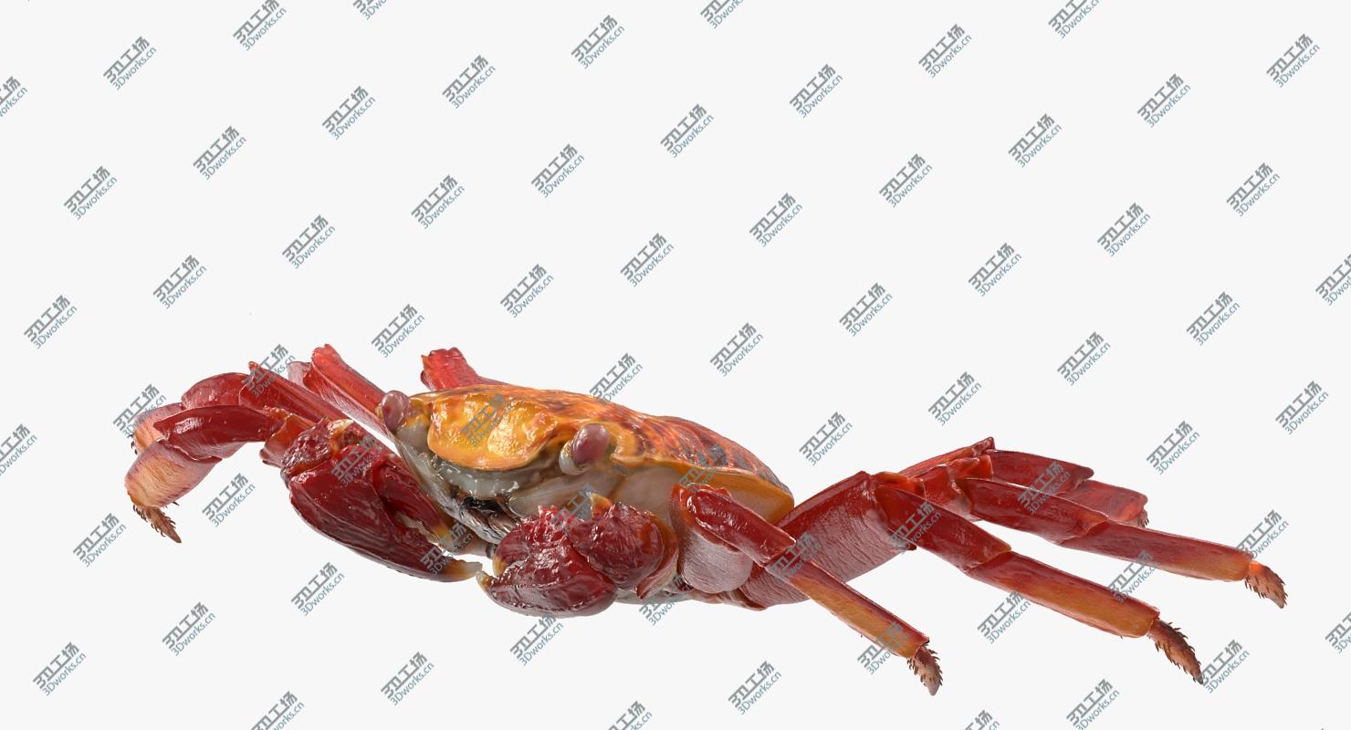 images/goods_img/2021040163/Red Rock Crab Rigged for Maya/3.jpg